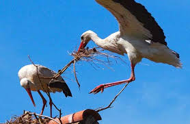 Führung durch die Storchensiedlung Alttreu