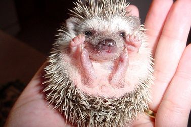 Besichtigung Auffangstation